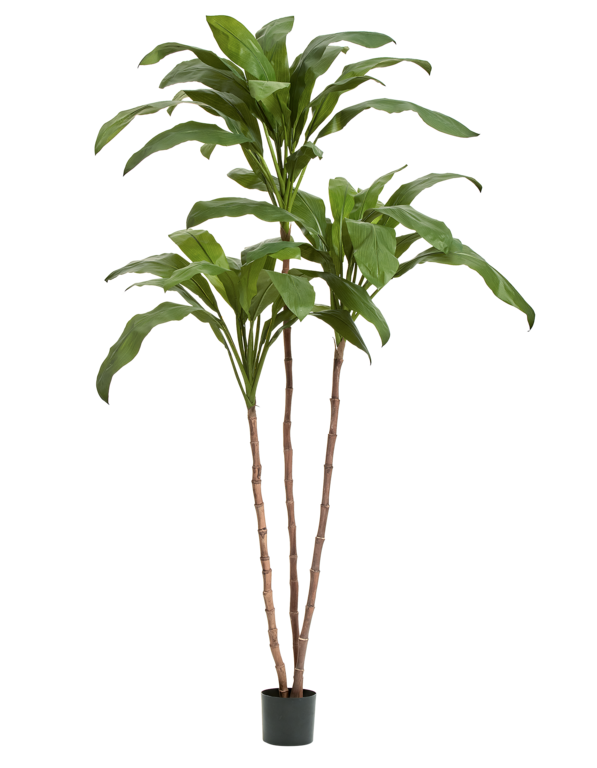 Кордилина Фрутикоза зелёная в-210 см 2/2 10.25007N Treez