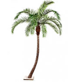 Гигантская изогнутая Финиковая пальма 3,9 м (сборная) 10.47339N Treez