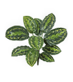 Калатея Розеопикта зелёная куст в-48 см 12/60 20.1026N Treez