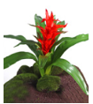 Гусмания с красным цветком в-55, д-58 см 6/36 30.0309021RD Treez