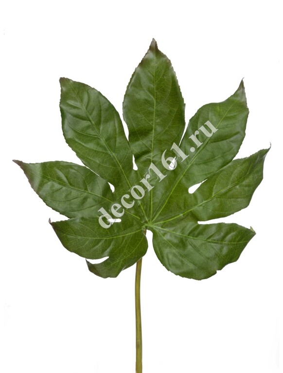 Фатсия лист малый в-50 см д-21х30 см