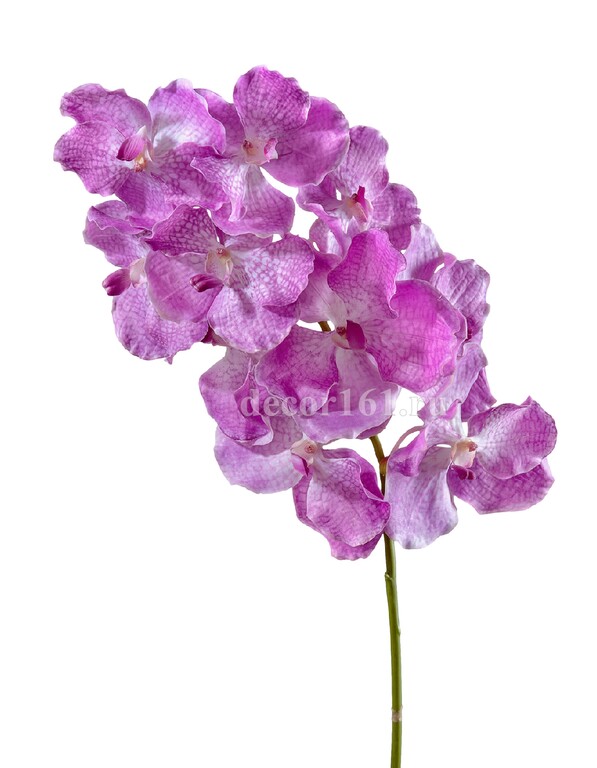 Орхидея Ванда с ярко-сиреневыми прожилками