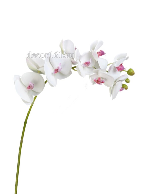 Орхидея Фаленопсис белая с розовой сердцевинкой ветвь