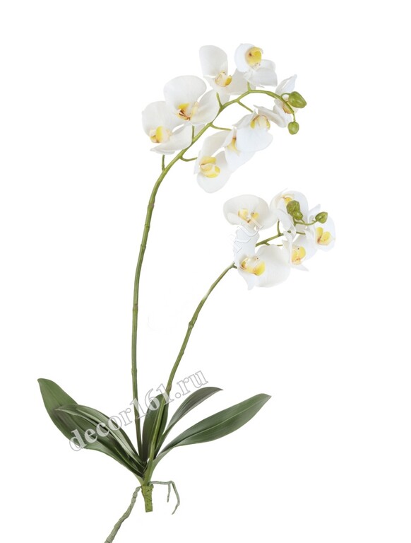 Орхидея Фаленопсис белая куст с корнями