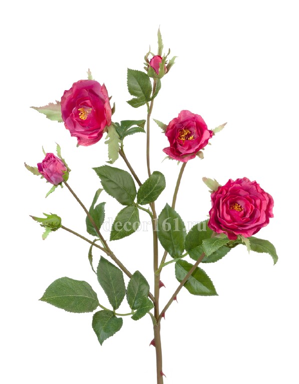 Роза Вайлд ветвь тёмно-малиновая