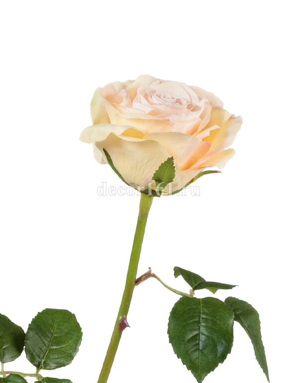 Роза Верди нежно-персиковая с нежно-розовым