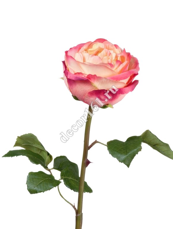 Роза Джема нежно-персиковая с малиновым