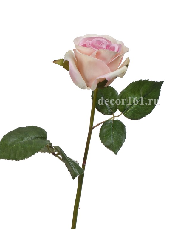 Роза Джулии нежно-розовая с кремовым