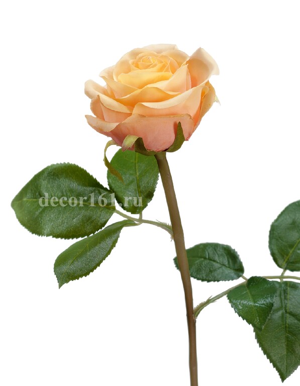 Роза Флорибунда Мидл крем-персик д-8 см