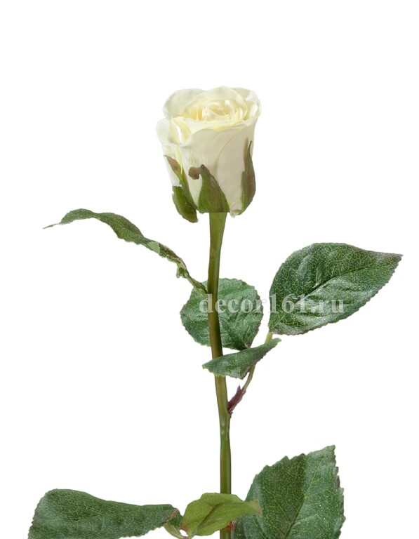 Роза Анабель бело-зелёная