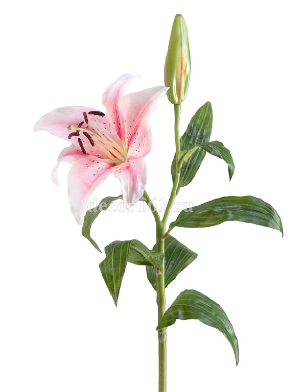 Лилия бело-розовая в-63