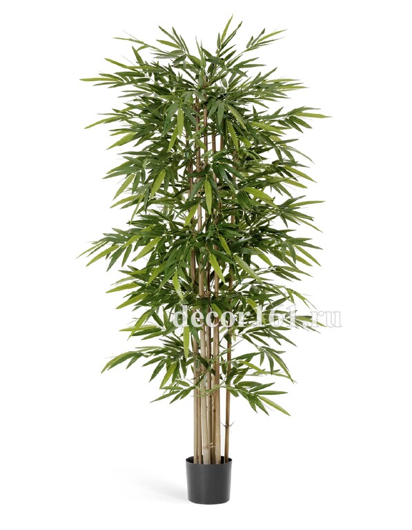 Бамбук Новый, 120 см