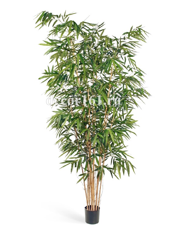 Бамбук Новый Биг Лиф, 270 см