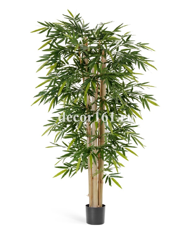 Бамбук Новый гигантский, 240 см