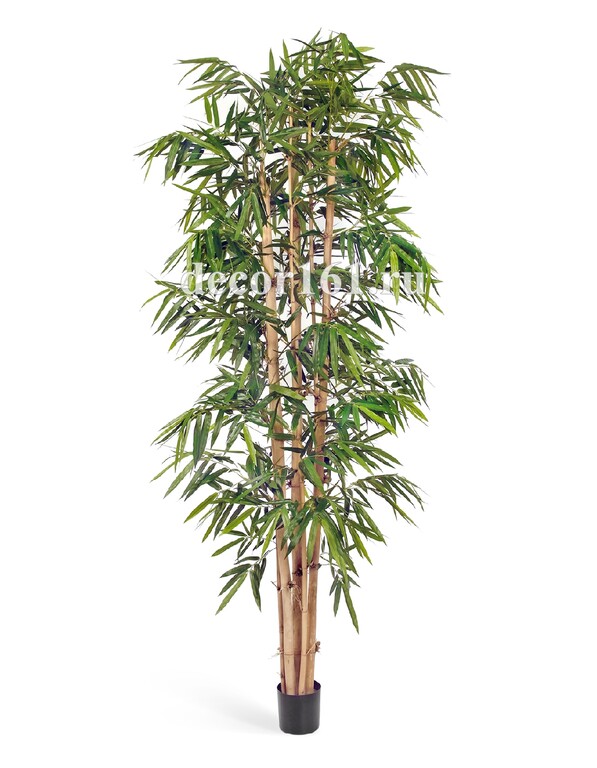 Бамбук Новый Гигантский Биг Лиф, 300 см