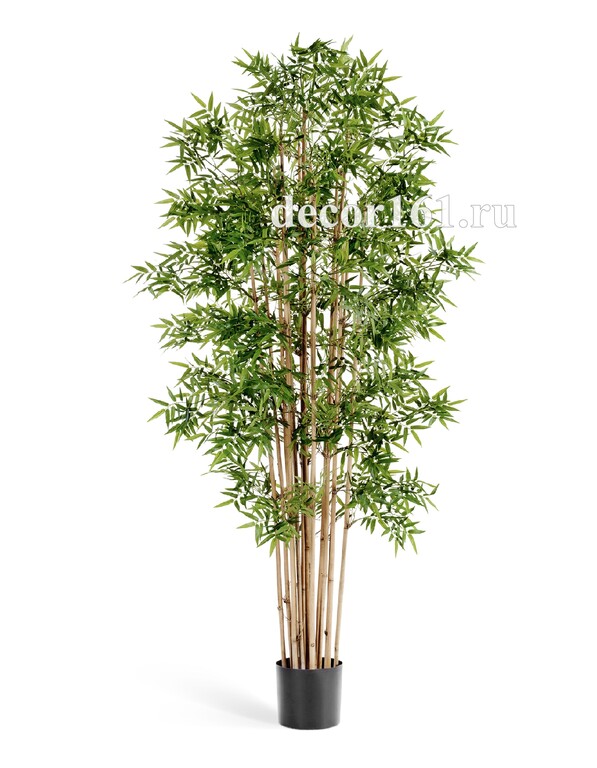 Бамбук Новый японский, 110 см