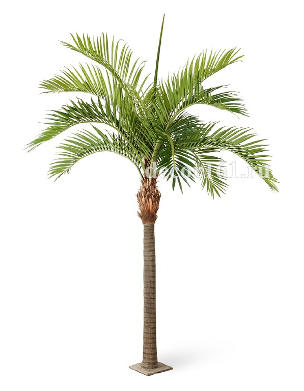 Финиковая пальма Гигантская, 480 см