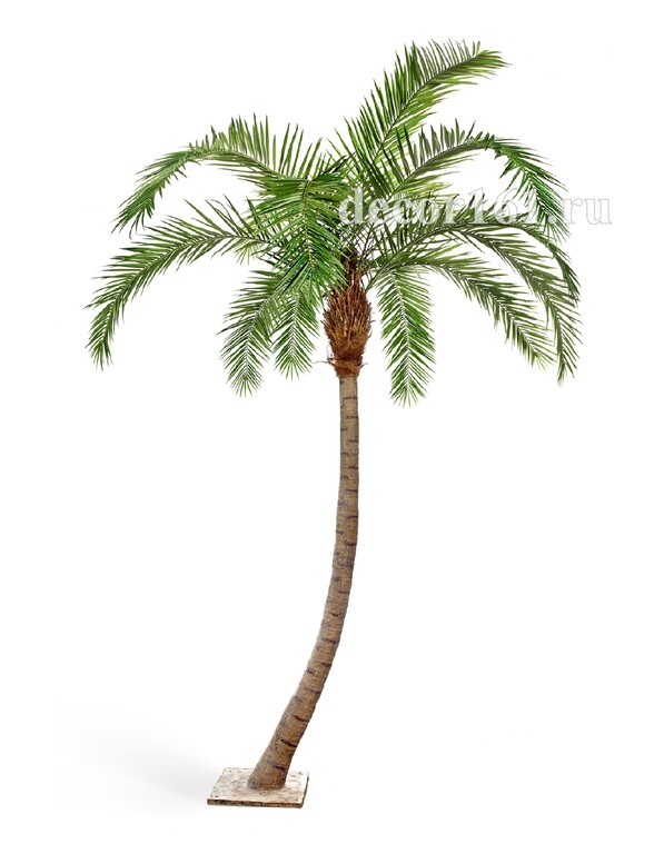 Финиковая пальма Гигантская изогнутая, 360 см