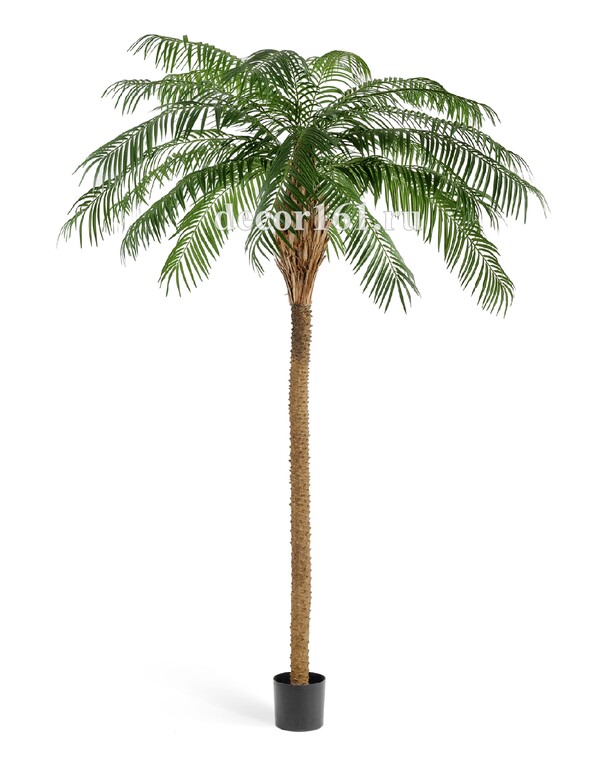 Финиковая пальма де Люкс, 240 см