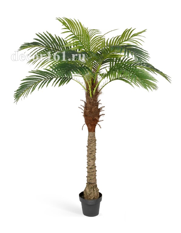 Финиковая пальма Новая, 190 см