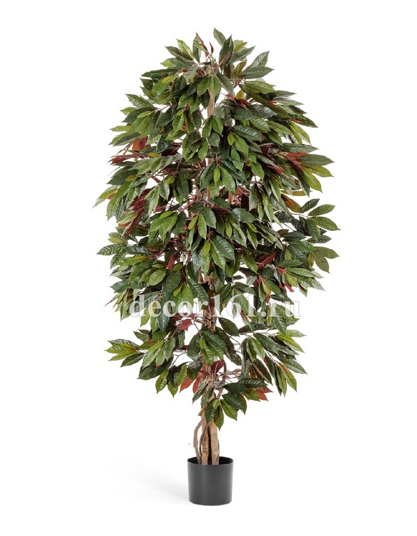 Капенсия, 180 см. Искусственное растение Treez