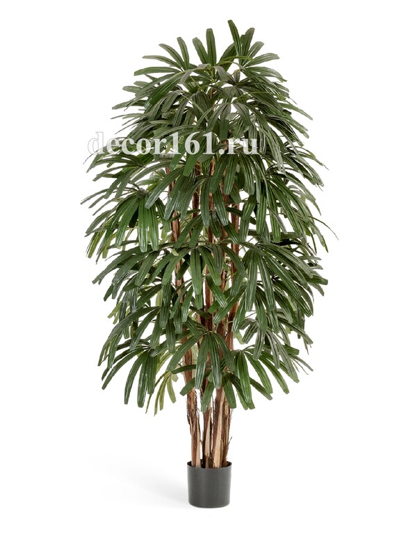 Рапис пальма широколистная, 180 см