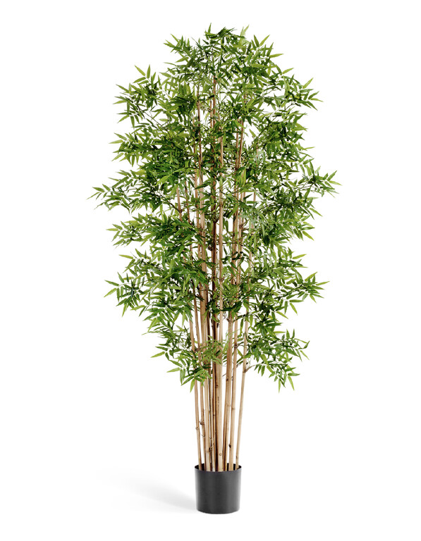 Бамбук Новый японский 110 см 2/2 10.34104N Treez