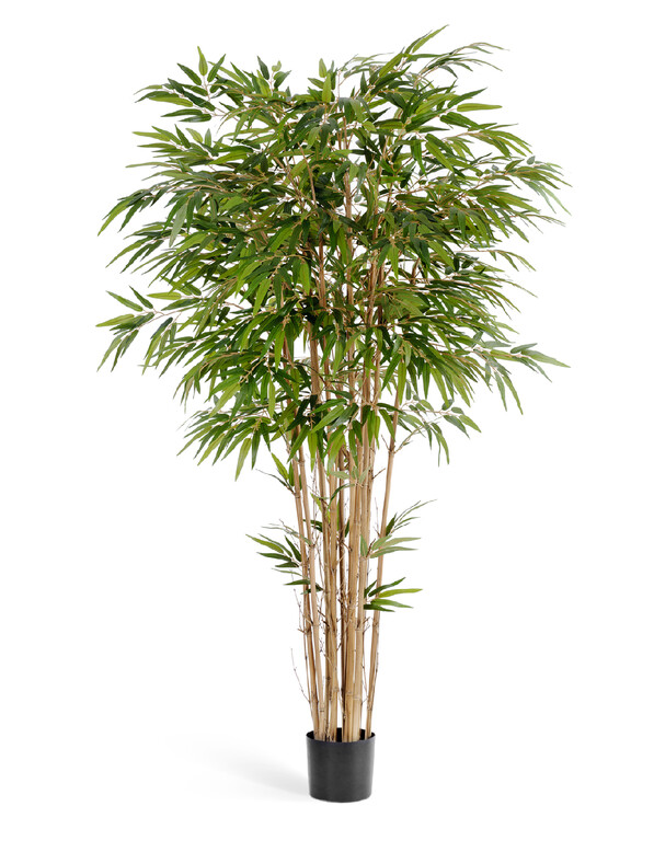 Бамбук натуральный 150 см 2/2 10.35605N Treez