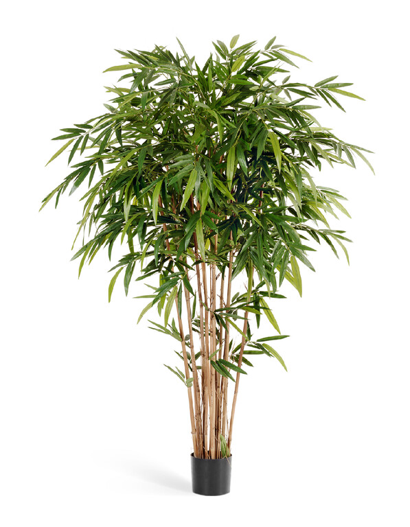 Бамбук Новый натуральный 150 см 2/2 10.35705N Treez