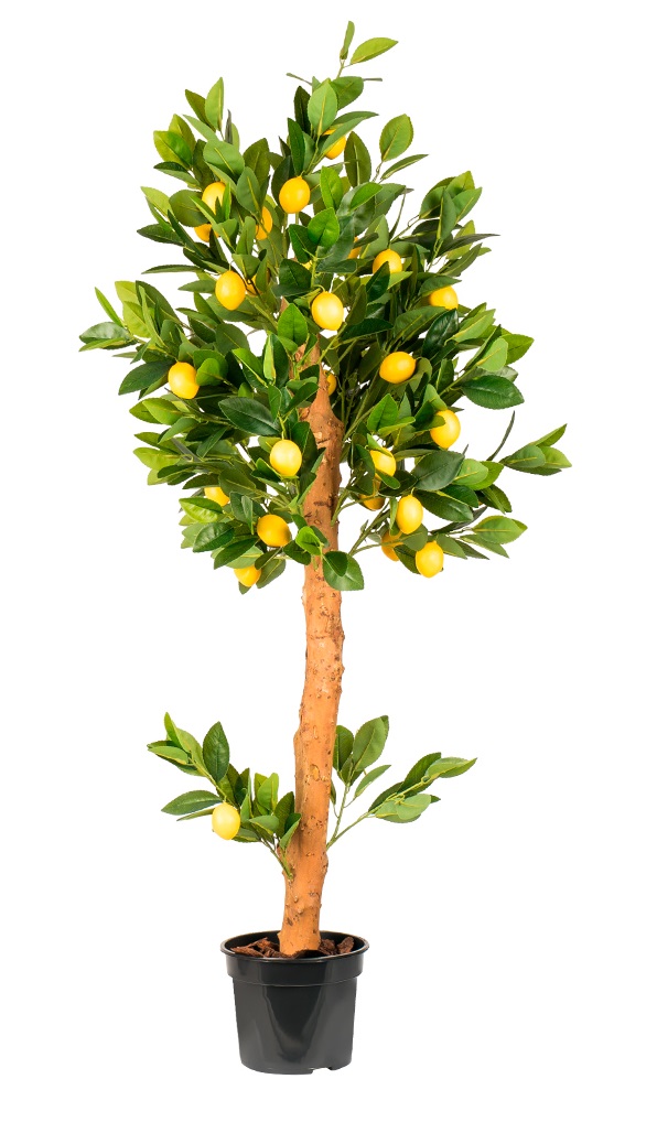 Лимонное дерево 130 см.