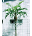 Гигантская Финиковая пальма 4,2 м (сборная) 10.46842N Treez