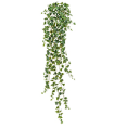 Английский плющ Олд Тэмпл зелёный Гигант в-170 см (423 листа) (Sensitive Botanic) 4/24 20.05170260N-L Treez