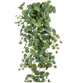 Сциндапсус Пиктус серебристо-зелёный Гигант в-170 см (Sensitive Botanic) 4/16 20.05190263GG-L Treez