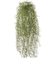 Тилландсия-паутинка св.зелёная 70 см (пластик) 6/48 20.5940N Treez