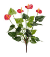 Антуриум куст де люкс красный в-45 см 4 цветка 6/24 20.1108R Treez