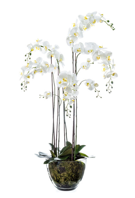 Орхидея Фаленопсис белая куст 150 см 5 ветвей в стекл.вазе с мхом, корнями, землёй 1/1 10.0611066WHGL150
