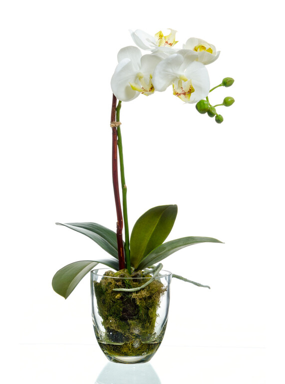 Орхидея Фаленопсис белая куст 40 см 1 ветвь в стекл.вазе с мхом, корнями, землёй 6/6 10.0611066WHGL40
