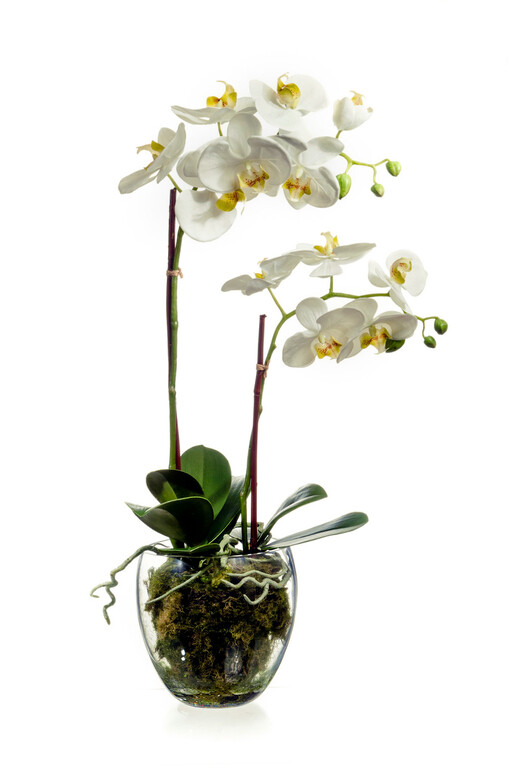 Орхидея Фаленопсис белая куст 60 см 2 ветви в стекл.вазе с мхом, корнями, землёй 1/1 10.0611066WHGL60