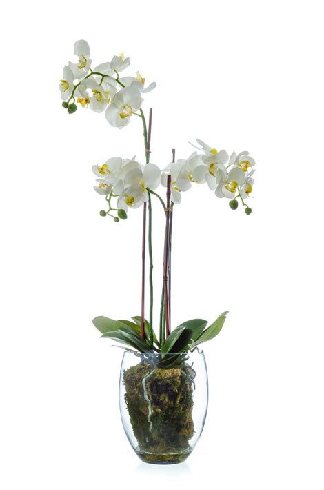 Орхидея Фаленопсис белая куст 85 см 3 ветви в стекл.вазе с мхом, корнями, землёй 1/1 10.0611066WHGL85