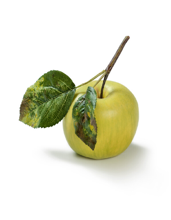 Яблоко нежно-зелёное на веточке д-7,5 см 12/144 30.03110134YE Treez