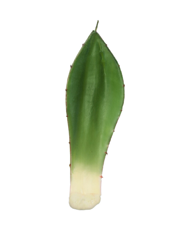 Лист Алоэ зелёный малый в-19,5, ш-6 см 36/720 30.03110125 Treez