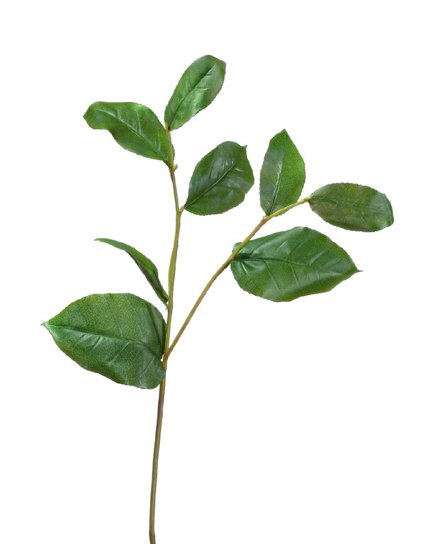 Ветвь Салала с зелёными листами в-40 см 24/144 30.0611071 Treez