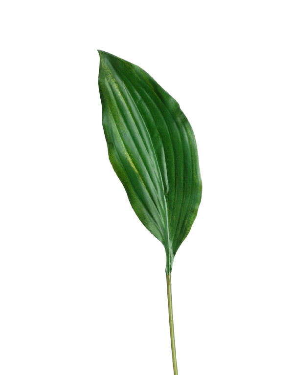 Лист Хосты тёмно-зелёный в-47 см (лист 25х10 см) 48/288 30.0611080 Treez