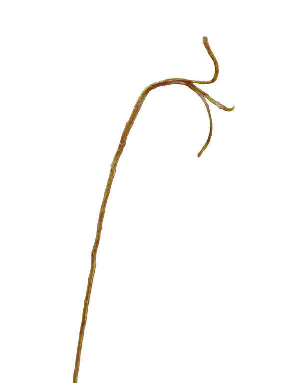 Ветка Салекса тонкая зелёно-коричневая в-71 см, ш-0,5-1,3 см 12/144 30.0613219 Treez