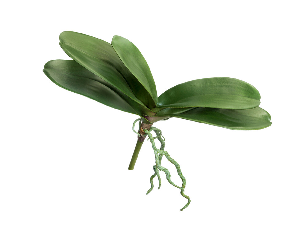 Листья Орхидеи Фаленопсис большие д-38 см с корнями (5 листов в-14 см) 12/36 30.0616193 Treez
