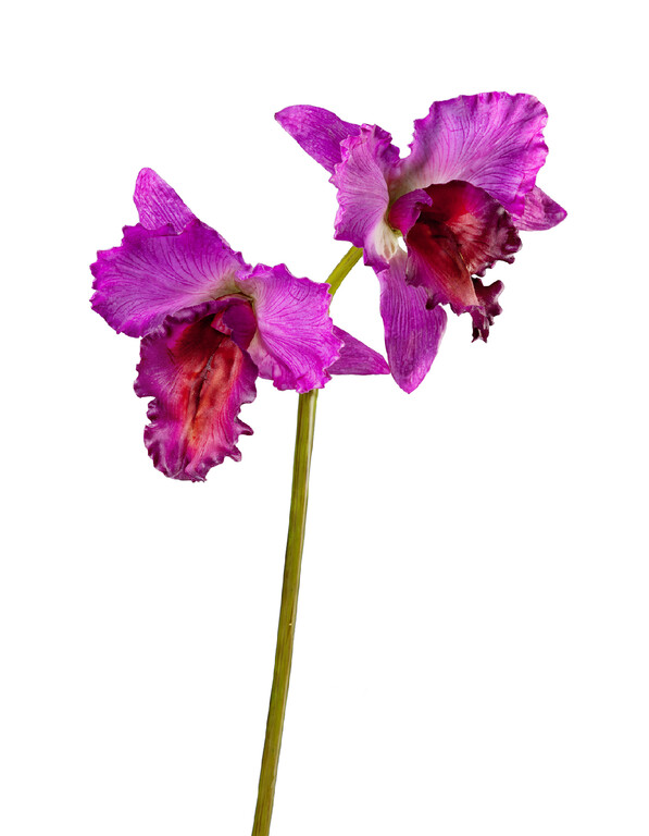 Орхидея Каттлея крупная темно-сиреневая в-42 см 2 цв (серия MDP) 12/48 30.03080092IN_MDP Treez