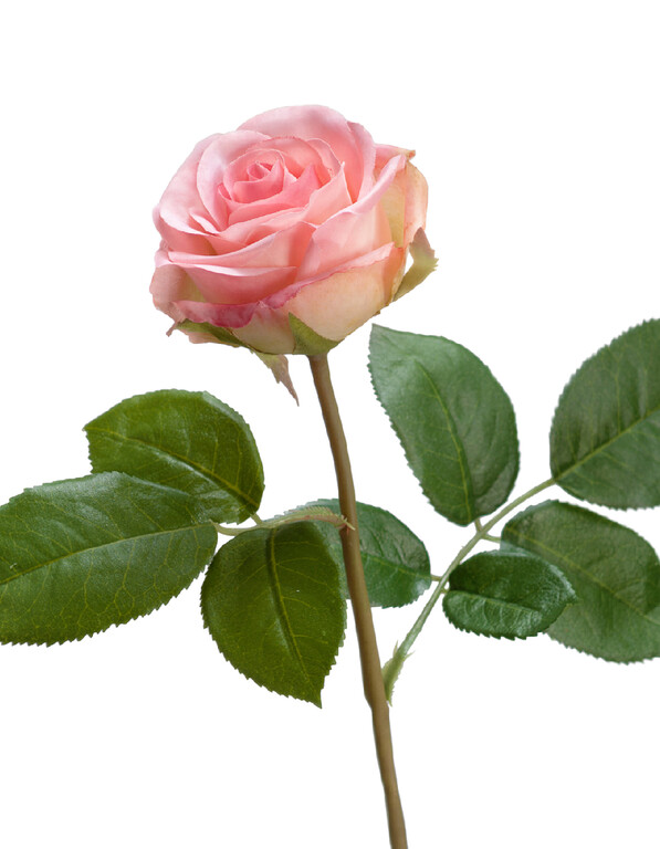 Роза Флорибунда Мидл нежно-розовая в-34 см д-8 см 24/144 30.0611075LPK Treez