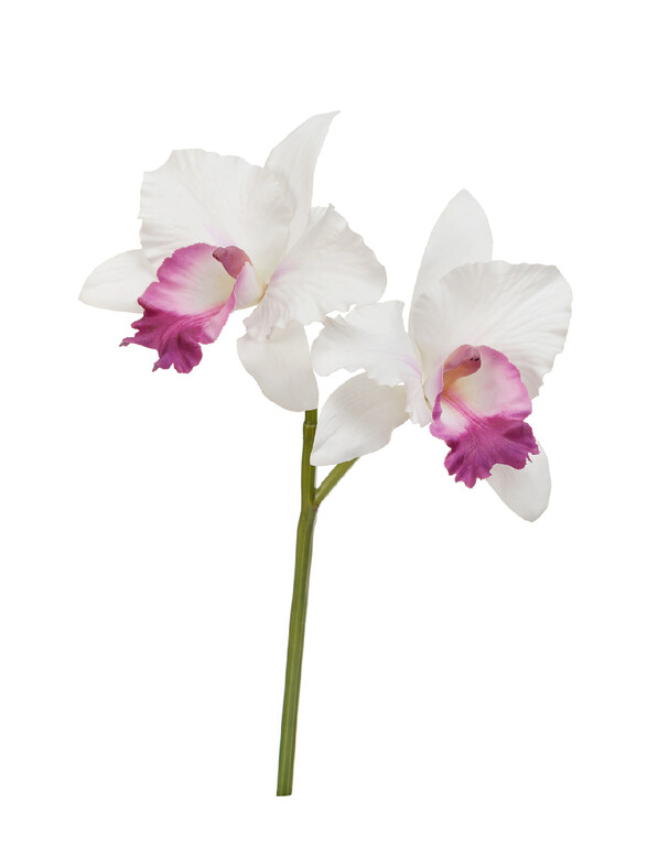 Орхидея Каттлея белая с тёмно-розовым язычком в-29 см 2 цв по 12 см 12/96 30.0616198WH Treez