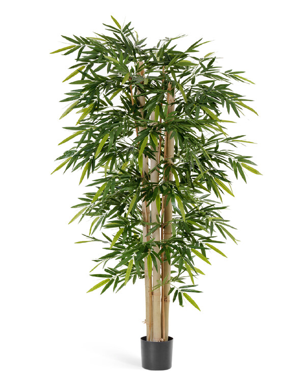 Бамбук Новый гигантский 180 см 2/2 10.35306N Treez
